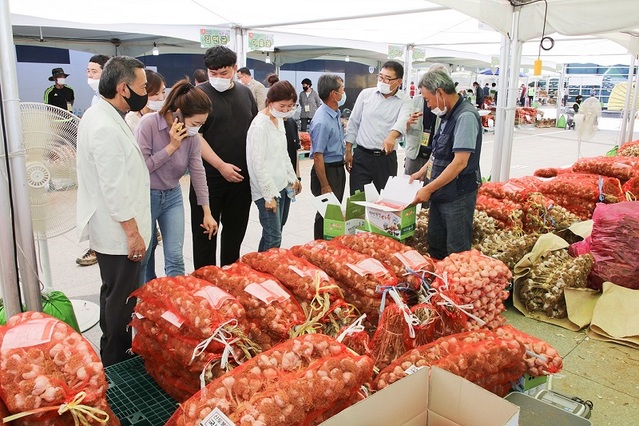 ▲ 오는 16~18일, 23~25일 단양다누리센터에서 단양황토마을 직거래장터가 열린다. 사진은 직거래되고 있는 단양황토마늘.ⓒ단양군