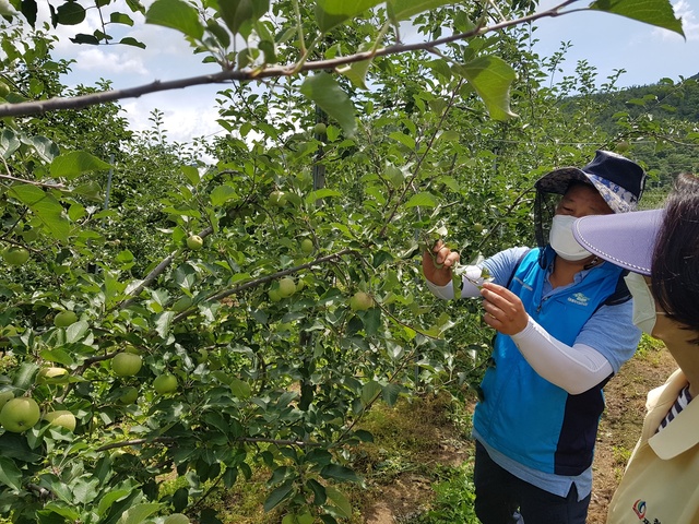 ▲ 청도군(군수 이승율)은 최근 잦은 강우와 일조시간 부족, 폭염 등 불규칙한 기상 환경으로 병해충(과수화상병) 발생 위험이 높아 농작물 피해에 선제적으로 대응하기 위한 ‘농작물 병해충 예찰단’을 상시 운영한다.ⓒ청도군