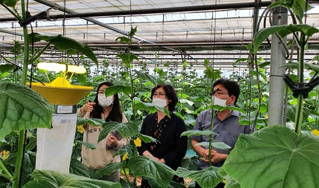 ▲ 세종시 농업기술센터가 시설원예작물의 '바이러스 진단키드'를 활용해 감염여부를 확인하고 있다.ⓒ세종시