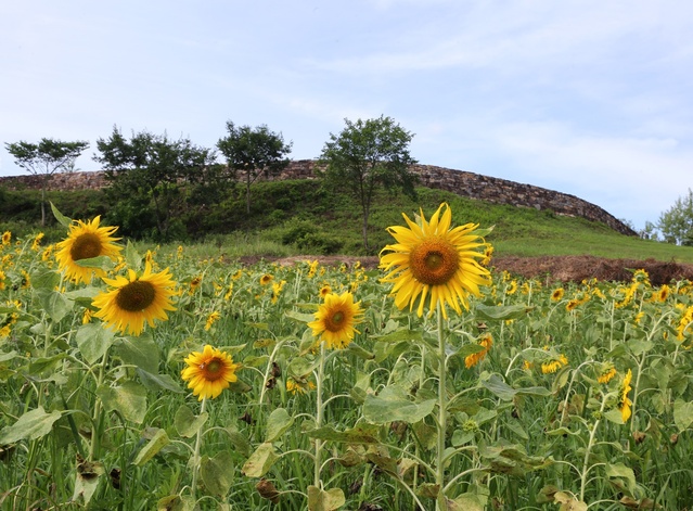 ▲ 영양군 청기면(면장 박경해)에 위치한 의병장 벽산 김도현 선생이 축조한 검산성 일대에 노인일자리사업 환경개선 및 문화재주변 경관사업의 일환으로 식재한 해바라기가 만개해 사람들의 관심을 받고 있다.ⓒ영양군