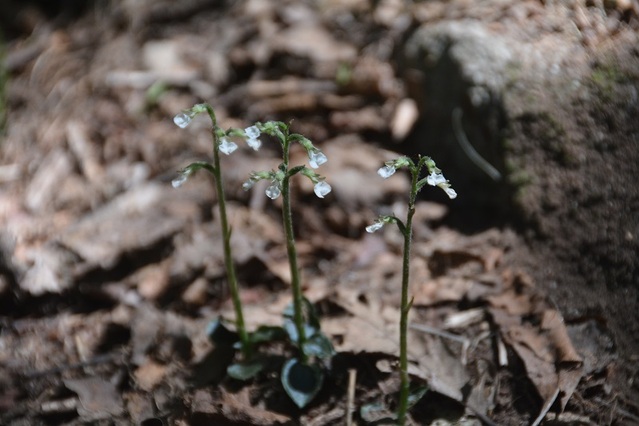 ▲ 충남도사림자원연구소가 26일 공개한 가야산 도립공원내 자생하는 백운란.ⓒ충남도