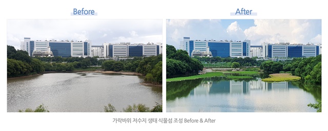 ▲ 삼성디스플레이 아산사업장 주변 가락바위 저수지 생태 식물섬 조성 전·후 비교 모습. ⓒ삼성디스플레이