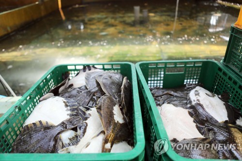 ▲ 고수온에 폐사한 넙치.ⓒ연합뉴스