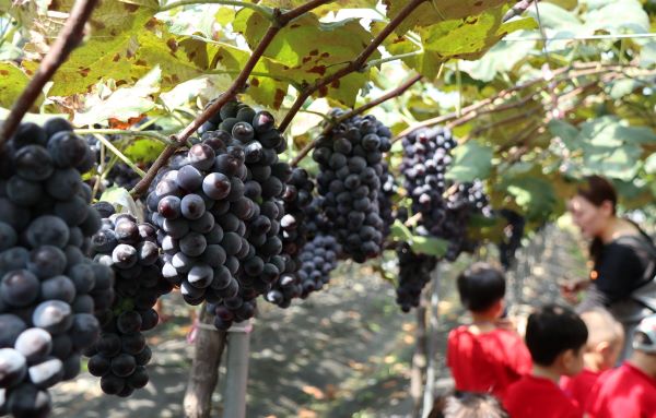 ▲ 영동포도축제가 다음 달 17일부터  온라인으로 열린다.ⓒ영동군