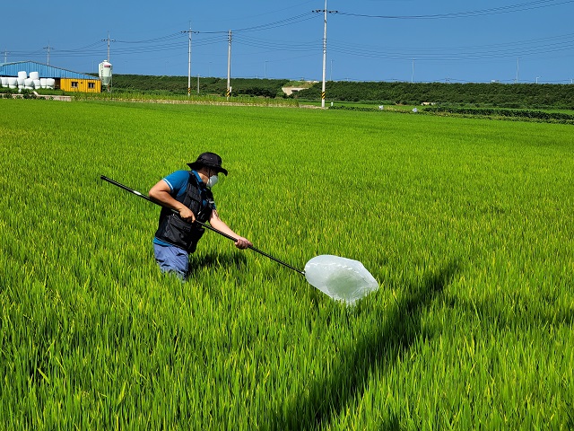 ▲ 벼멸구와 흰등멸구는 벼 밑둥 가까이에 집중 서식하고 있기 때문에 정밀예찰을 통해 확인하고 있다.ⓒ영덕군