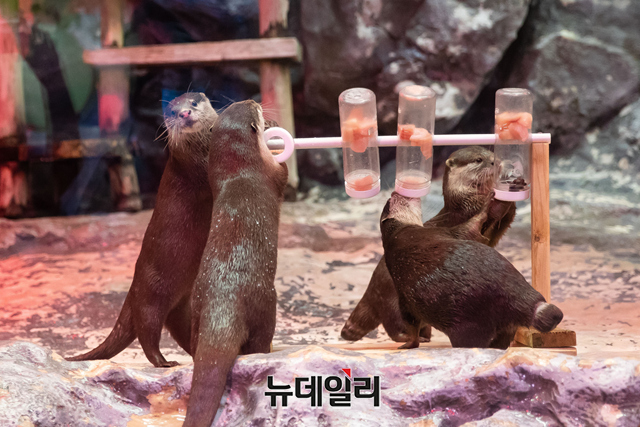 ▲ 서울 송파구 롯데월드 아쿠아리움 수달 수조 앞을 찾은 관람객들이 지난 6일 오후 특별 호러 콘셉트 수달 생태설명회 '너의 목소리가 들려'를 관람하고 있다. ⓒ롯데월드