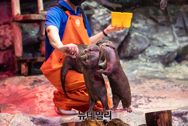▲ 서울 송파구 롯데월드 아쿠아리움 수달 수조 앞을 찾은 관람객들이 지난 6일 오후 특별 호러 콘셉트 수달 생태설명회 '너의 목소리가 들려'를 관람하고 있다. ⓒ롯데월드