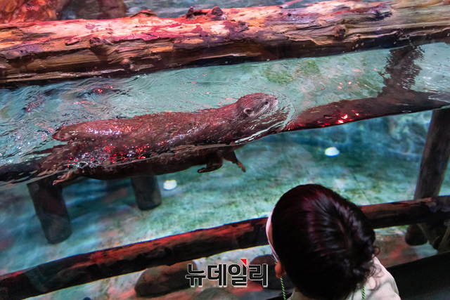 ▲ 서울 송파구 롯데월드 아쿠아리움 수달 수조 앞을 찾은 관람객들이 지난 6일 오후 특별 호러 콘셉트 수달 생태설명회 '너의 목소리가 들려'를 관람하고 있다. ⓒ롯데월드