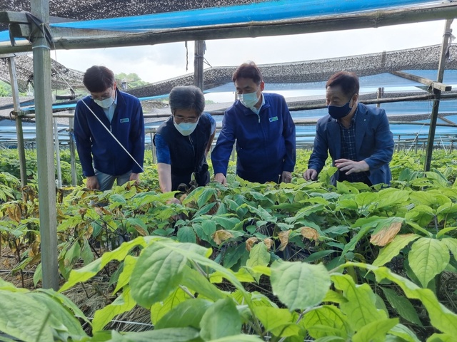 ▲ 경북농협(본부장 김춘안)은 4일 농업 현장을 방문해 폭염 피해 예방을 위한 대응 상황을 둘러봤다.ⓒ경북농협
