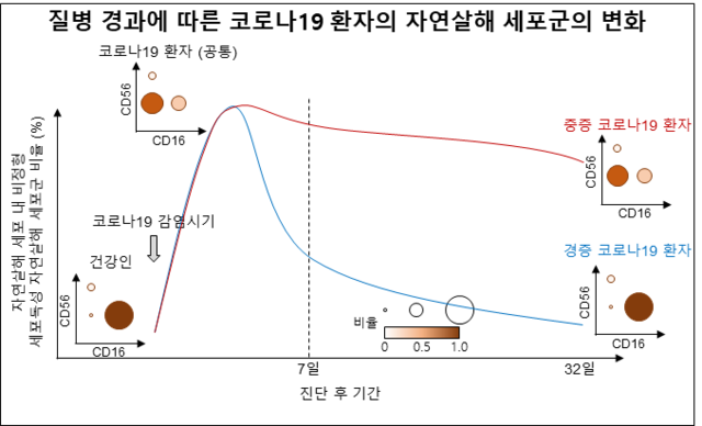 ▲ KAIST 의과학대학원 신의철 교수 공동 연구팀이 규명해 낸 질병 경과에 따른 코로나19 환자의 자연살해 세포군의 변화.ⓒKAIST