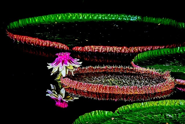 ▲ 달성군(군수 김문오)은 송해공원 생태연못에 빅토리아 수련, 호주수련, 열대수련, 물무궁화 등 다양한 수생식물을 식재하여 내방객과 지역민들에게 아름답고 다양한 볼거리를 제공하고 있다.ⓒ달성군