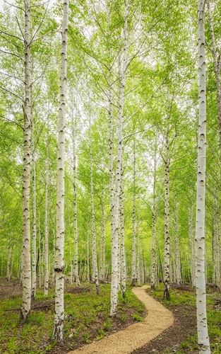 ▲ 경북도는 영양군 수비면 죽파리에 위치한 국유림 83ha와 국유임도 7.1㎞가 국민의 숲으로 남부지방산림청이 3일 지정·고시했다.ⓒ경북도