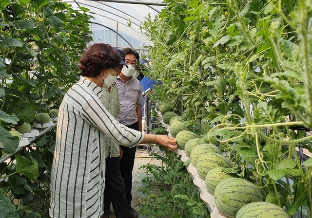 ▲ 최인자 세종농업기술센터 소장이 선채로 줄기에 메달린 수박을 살펴 보고 있다.ⓒ세종시