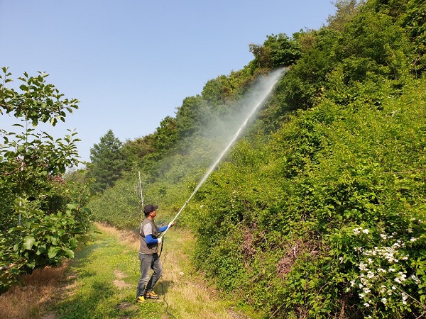 ▲ 청송군(군수 윤경희)은 최근 농경지와 주변 산림에서 돌발·외래 해충인 미국선녀벌레 등이 발견되면서, 돌발해충 확산 방지를 위해 집중방제에 나섰다.ⓒ청송군