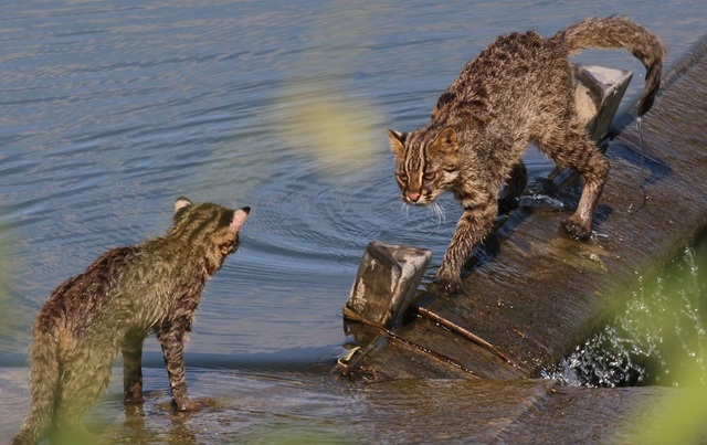 ▲ 충남 논산시 노성천 인근에서 생태활동가인 김권중(광석면 항월리 이장) 씨에 의해 발견된 삵.ⓒ논산시