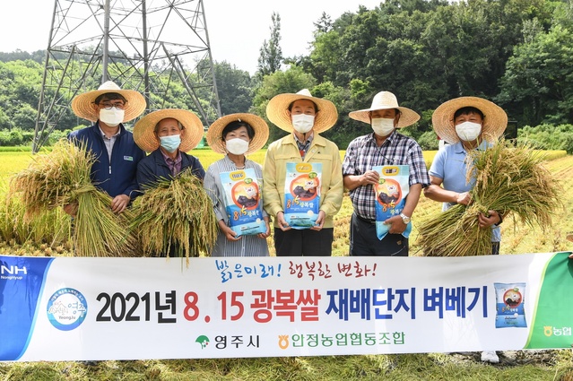 ▲ 경북 영주서 올해 첫 벼베기 행사가 19일 오전 10시 장수면 반구리 8‧15광복쌀 재배단지(이시욱 농가)에서 열렸다.ⓒ영주시