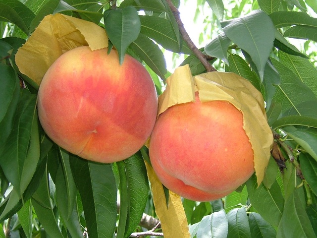 ▲ 황도 복숭아와 백도 복숭아의 과육을 동시에 맛볼 수 있는 신품종 복숭아 ‘류종(Ryu jong)도.ⓒ세종시농업기술센터
