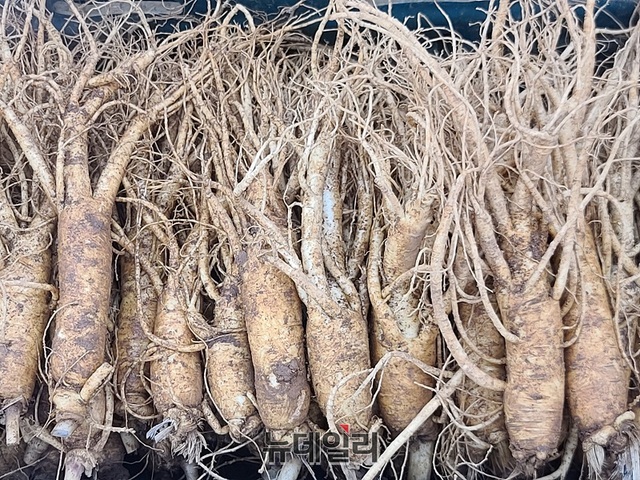 ▲ 인삼밭에서 갓 캐낸 인삼이 증평인삼조합 판매장에 진열돼 있다.ⓒ뉴데일리 DB