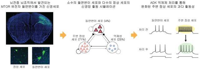 ▲ KAIST 의과학대학원 이정호 교수 등이 신경생물학, 계산뇌과학 분야에 걸친 공동 연구를 통해 발견한 뇌전증 관련 발작활성도의 완화 효과.ⓒKAIST