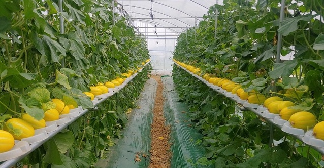 ▲ 이동형 수직재배 장치를 활용한 참멜 재배 모습.ⓒ세종시