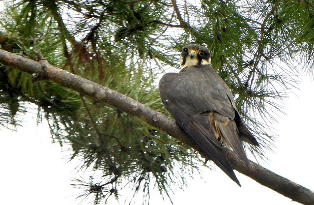 ▲ 국립세종수목원에서 포착된 새호리기.ⓒ국립세종수목원