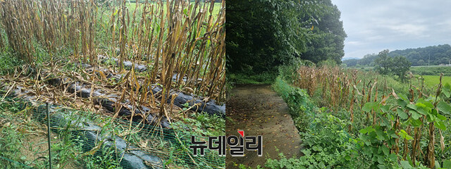 ▲ 이규민 더불어민주당 의원이 지난 3월 형수에게 증여한 농지. 29일 본지가 찾은 농지에는 옥수수 나무가 말라 있고 잡초가 무성하다.옥수수 수확 시기는 7~8월이다. ⓒ오승영 기자