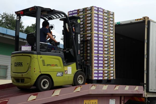 ▲ 충북 영동 황간포도수출작목회에서 생산한 포도 20여t이 3일 황간농협 산지유통센터를 통해 올해 미국으로 처음 선적되고 있다.ⓒ영동군