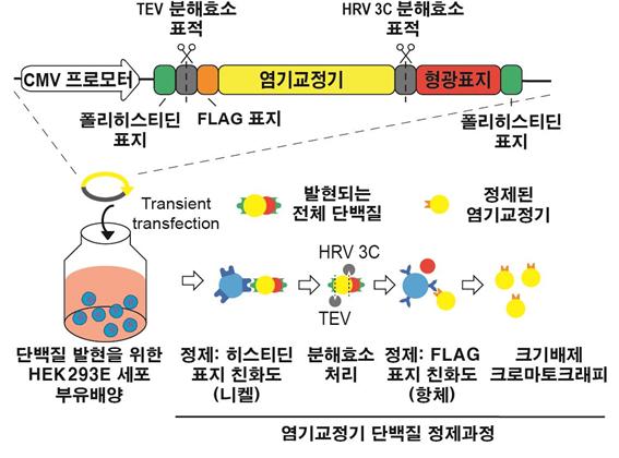 ▲ ⓒ서울대병원