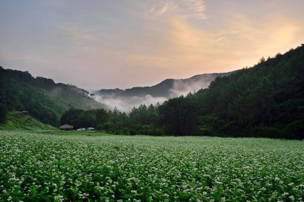 ▲ 청주시 낭성면 추정리 339-2에 조성된 메밀꽃밭.ⓒ청주시