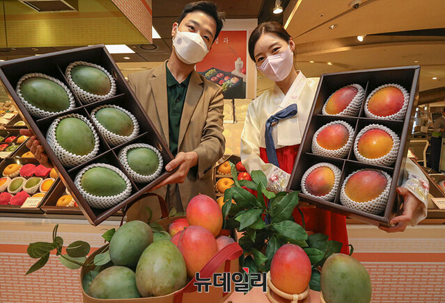 ▲ 12일 오전, 서울시 강남구 현대백화점 본점 지하1층 식품관에서 직원과 모델이 '홍망고·청망고' 추석 선물세트를 소개하고 있다. ⓒ현대백화점