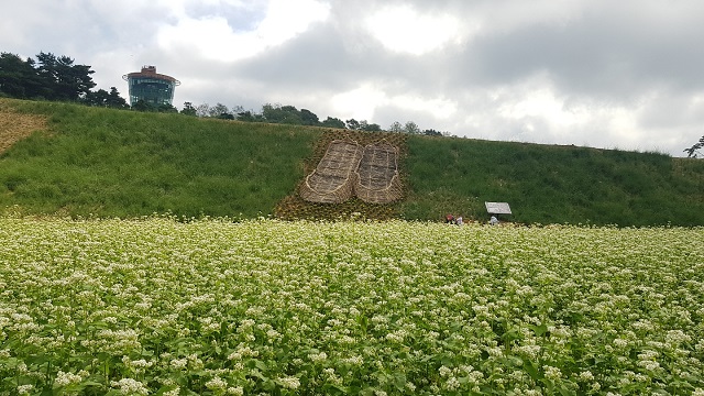 ▲ 안동문화관광단지 유휴부지를 활용해 경관개선사업의 일환으로 약7천평의 메밀, 코스모스 군락지를 조성하고 월영교 원이엄마 테마길과 연계한 미투리조형물을 설치했다.ⓒ경북관광공사