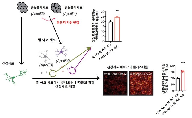 ▲ DGIST 뇌·인지과학전공 서진수 교수 연구팀이 사람의 만능줄기세포를 이용해 알츠하이머 치매 발병 과정을 규명했다.ⓒDGIST