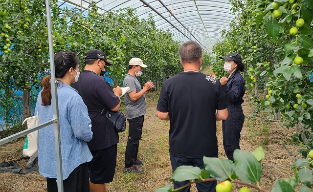 ▲ 프로그램에 참여한 도시민들이 의성군 대표작목 영농현장을 찾아 직접 배우는 영농체험 현장학습을 하고 있다.ⓒ의성군