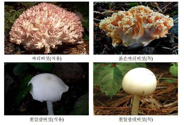 ▲ 모양이 비슷해 구별하기 어려운 식용버섯과 독버섯.ⓒ충북농업기술원