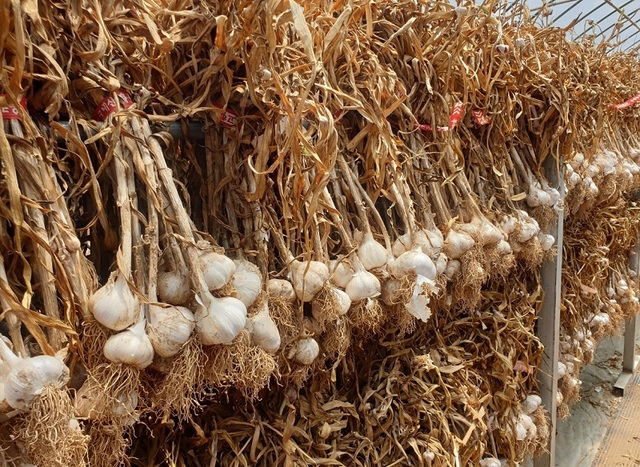 ▲ 충북 단양군 단양황토마늘 정보화마을이 생산해 판매한 단양마늘.ⓒ단양군