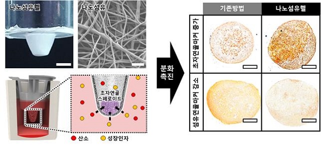 ▲ 나노섬유웰을 통한 줄기세포 스페로이드의 초자연골로의 분화를 촉진.ⓒ포스텍