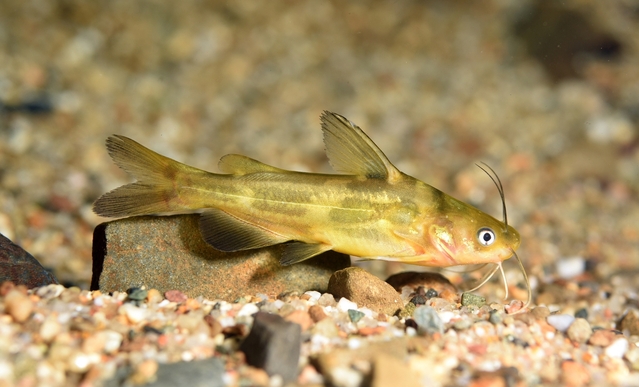 ▲ 동자개 사진.ⓒ경북도