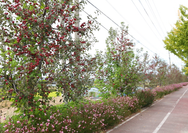▲ 충북 충주시 충원대로 사과나무길에 탐스럽게 열린 사과와 바늘꽃이 가을을 뽐내고 있다. ⓒ충주시