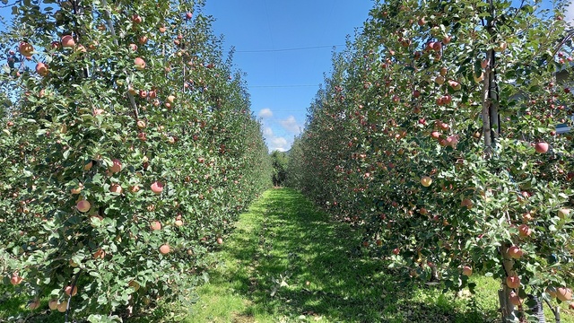 ▲ 경상북도는 농림축산식품부 공모로 추진된 ‘2022년 과실전문생산단지 조성사업’에 전국 최다인 12개 지구가 신규 선정돼 2년간 총사업비 212억 원(국비 170억 원)을 확보했다고 6일 밝혔다.ⓒ경북도