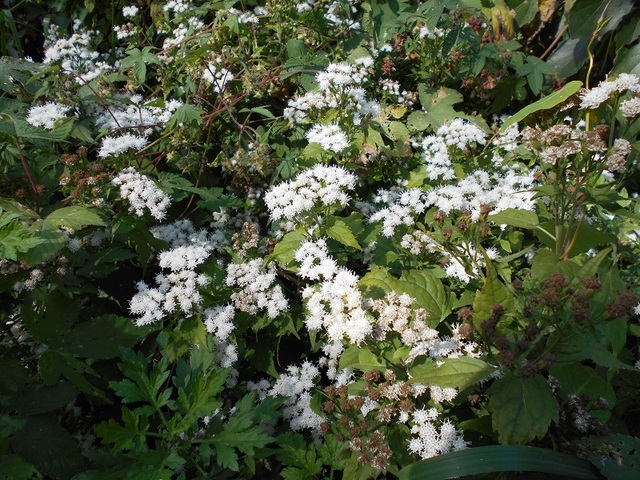 ▲ 천안에서 발견된 서양등골나물.ⓒ충남도