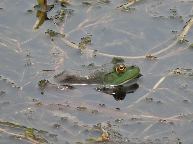 ▲ 서산에서 서식하고 있는 양서류_황소개구리.ⓒ충남도