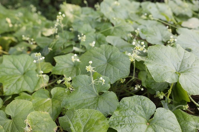 ▲ 식물_가시박.ⓒ충남도