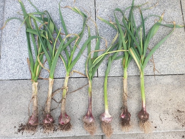 ▲ 군위군은 마늘·양파 특허미생물을 관내 농가에 공급했다.ⓒ군위군