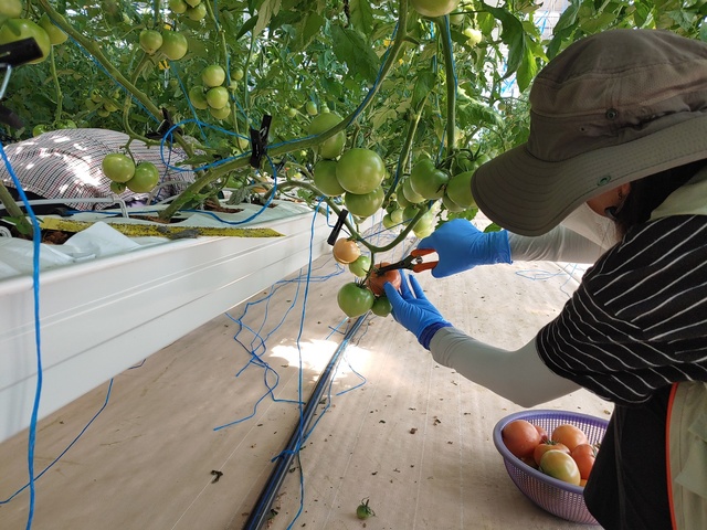 ▲ 경북 영주시가 백도라지와 토마토를 신소득 작물로 육성하기 위해 힘을 쏟고 있다.ⓒ영주시