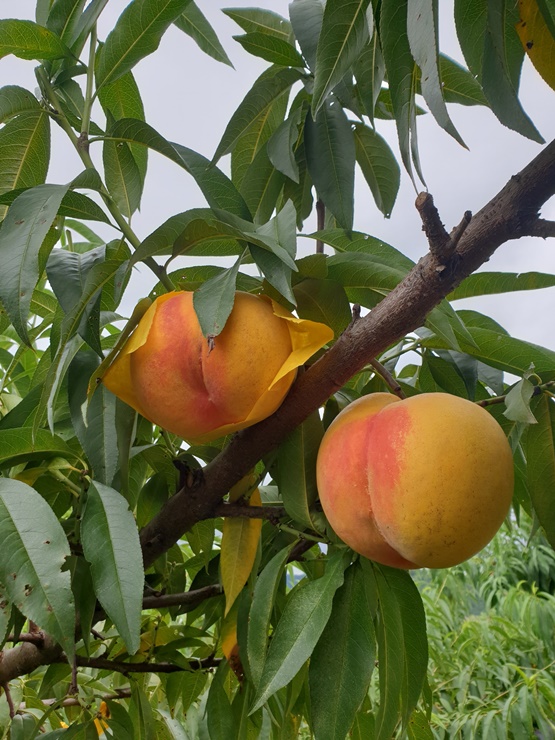 ▲ 경북농업기술원(청도복숭아연구소)은 내수 및 수출 시장 활성화를 목표로 개발한 복숭아 ‘금빛대명’을 내년부터 농가에 보급할 예정이라고 11일 밝혔다.ⓒ경북도