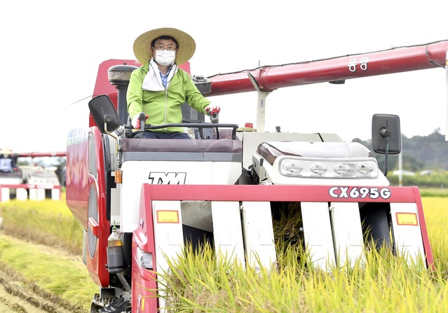 ▲ 이철우 경북도지사는 13일 황금빛으로 물든 가을들녘 문경 영순면 율곡리 농가를 찾아 콤바인에 직접 탑승해 벼 베기 작업을 도우며 농업인들을 격려했다.ⓒ경북도