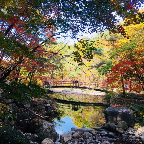 ▲ 월악산국립공원에 울긋불긋한 가을 단풍이 아름다운 색채를 물들이고 있다.ⓒ월악산국립공원