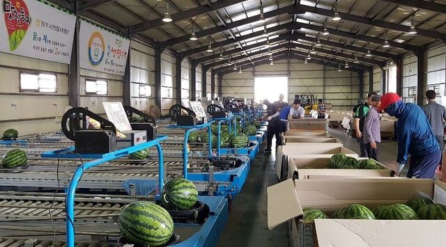 ▲ 오송바이오수박연구회 수박 공동선별장.ⓒ청주시