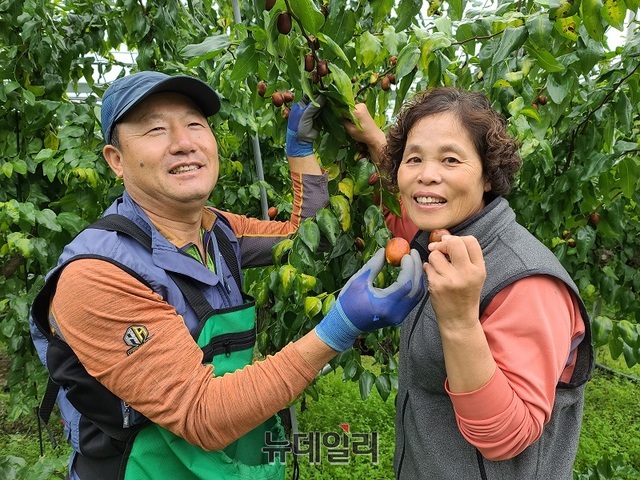 ▲ 충북 보은군 회북면 오동2길 35-2 ‘먹울농장’ 이창재(61)·이종신 부부가 17일 농장 비가림 시설에서 대추 수확을 하고 있다.ⓒ뉴데일리 D/B