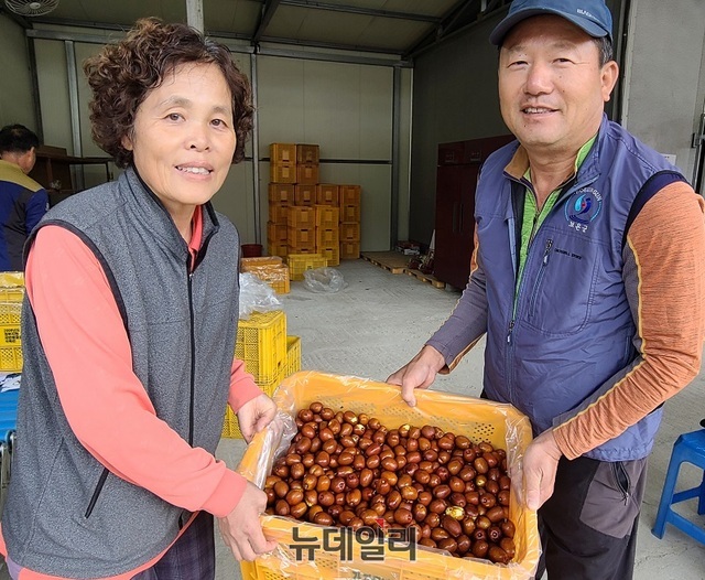 ▲ 충북 보은군 회북면 오동2길 35-2 ‘먹울농장’ 이창재(61)‧이종신 부부가 17일 자신의 농장 선별장에서 선벌된 대추를 보여주고 있다.ⓒ뉴데일리 D/B